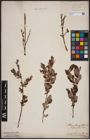 Foto von Salix aurita L. x Salix myrtilloides L.